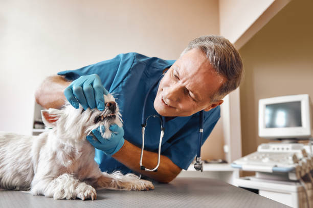 Best Emergency Wisdom Teeth Removal in Green Valley, MD